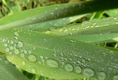 Reed bed drainage.